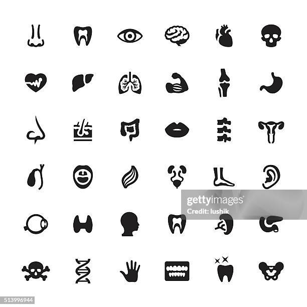 inneres orgel eines menschen vektor symbole und symbole - menschliche nase stock-grafiken, -clipart, -cartoons und -symbole