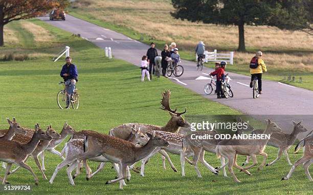Herd of fallow deer holds up afternoon commuters as they cross a road in Richmond Park in west London, 28 October 1999. The park was originally a...