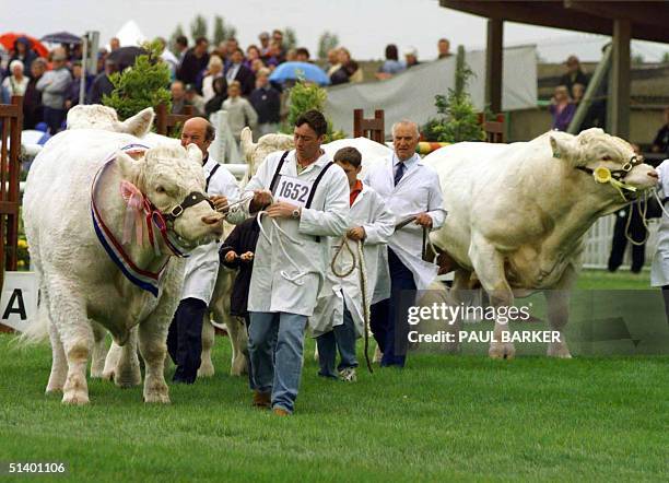 Champion bulls parade at the Great Yorkshire Show, Harrogate, England, 14 July 1999. The European Commission announced today that its more than...