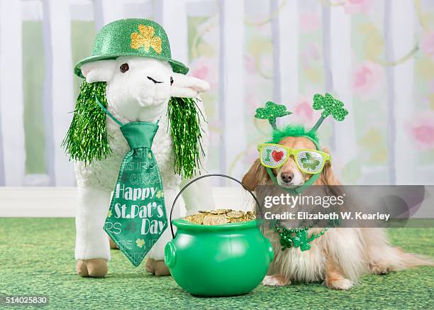 st. patrick's day dog with irish sheep - st patricks day 2016 stock-fotos und bilder