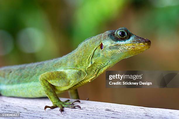 macro closeup of anole lizard reptile in tobago - anole lizard stock pictures, royalty-free photos & images