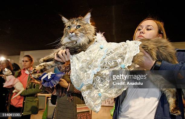 Cat in a costume is seen during the costume contest at the International Cat Show in Kiev, Ukraine on March 06, 2016. 30 different species of cats...