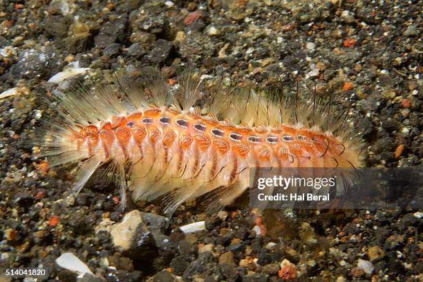 Fireworm Larvae Fire Worms Photos and Premium High Res Pictures - Getty Images