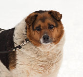 White, red and black spotted thick mongrel dog on snow