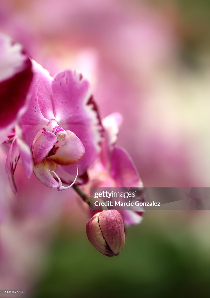 Dreamy Orchids