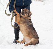 Thick brown mongrel dog sitting near man legs on snow