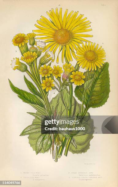 sunflower, aster, ragwort, fleawort, tansy, leopards bane, victorian botanical illustration - perennial stock illustrations