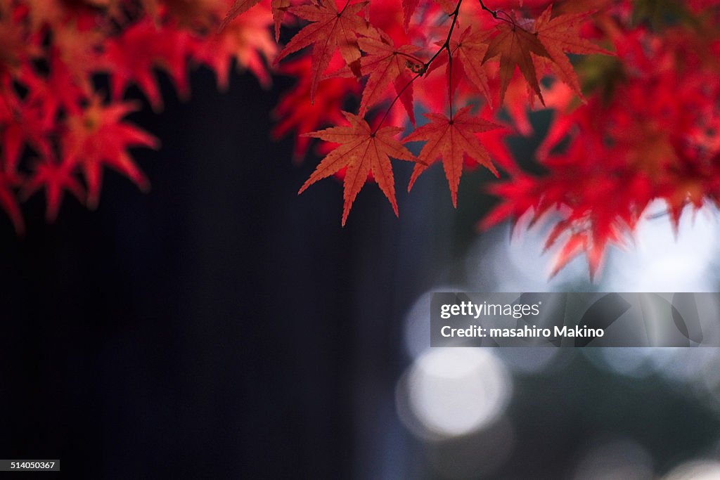 Red Japanese Maple Leaves