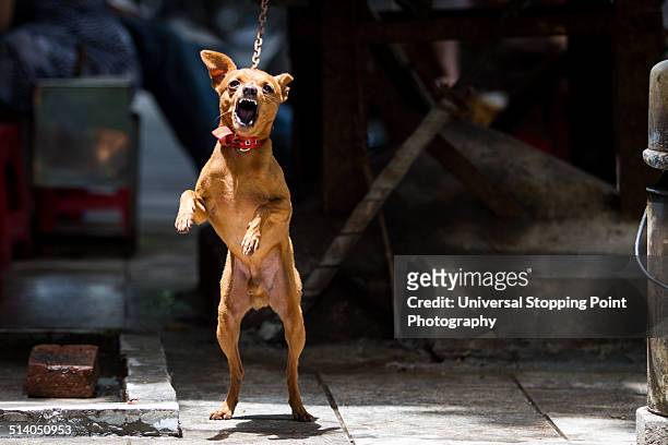 small chained dog aggressively barking - bellen stock-fotos und bilder