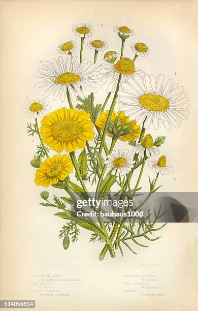 illustrazioni stock, clip art, cartoni animati e icone di tendenza di margherita, chrysanthemum superbum, aster, calendula, camomilla, mayweed, vittoriano, illustrazioni botanico - famiglia delle margherite