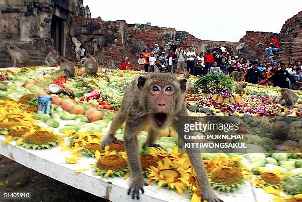 261 Annual Monkey Buffet Festival Photos and Premium High Res Pictures -  Getty Images