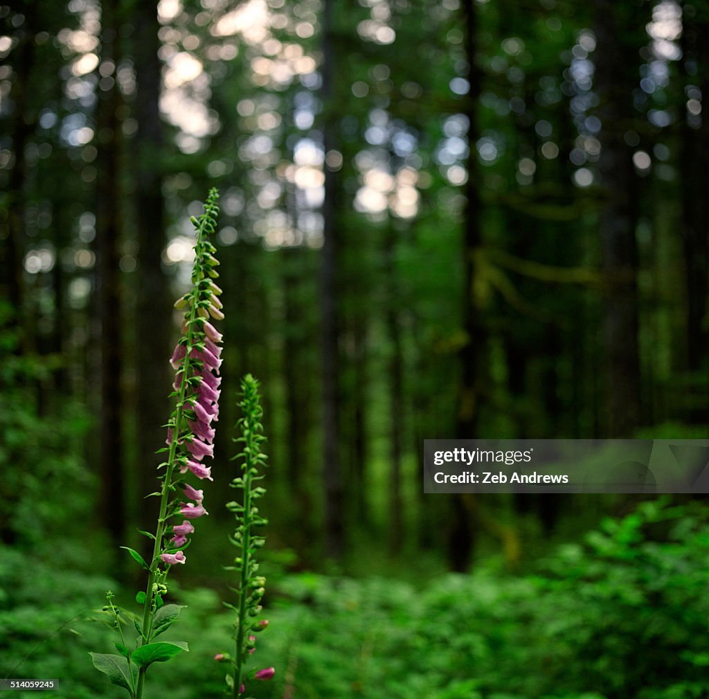 Foxglove in the forest