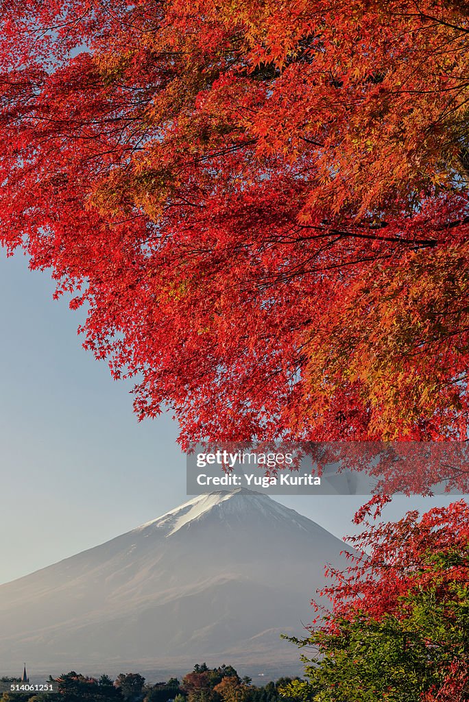 Mount Fuji and Coloured Maple Trees