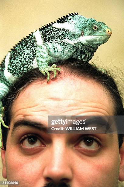 Taronga Zoo keeper Michael Musta has a critically endangered Fijian Crested Iguana poised on his head after Director of the National Trust for Fiji...