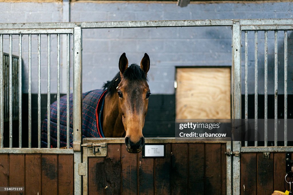 Racehorse in a stable