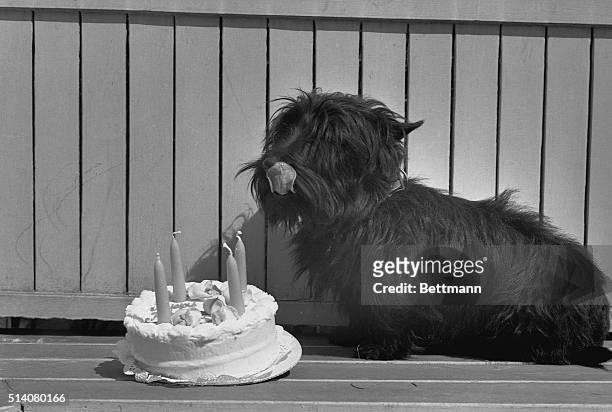 White House terrier Fala licks his chops as he stands over his birthday cake on April 7, 1944. President Franklin D. Roosevelt had the cake made...