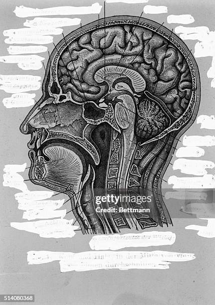 Cross section of the human head and neck, after Linton. Illustration. BPA2# 133