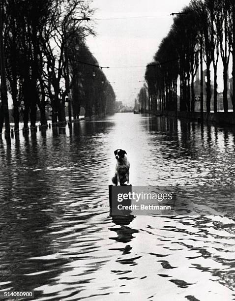 Rather than risk getting wet, Monty, the prized pet of a Walthamstow resident, chooses to wait out the flood on top of a floating pail.