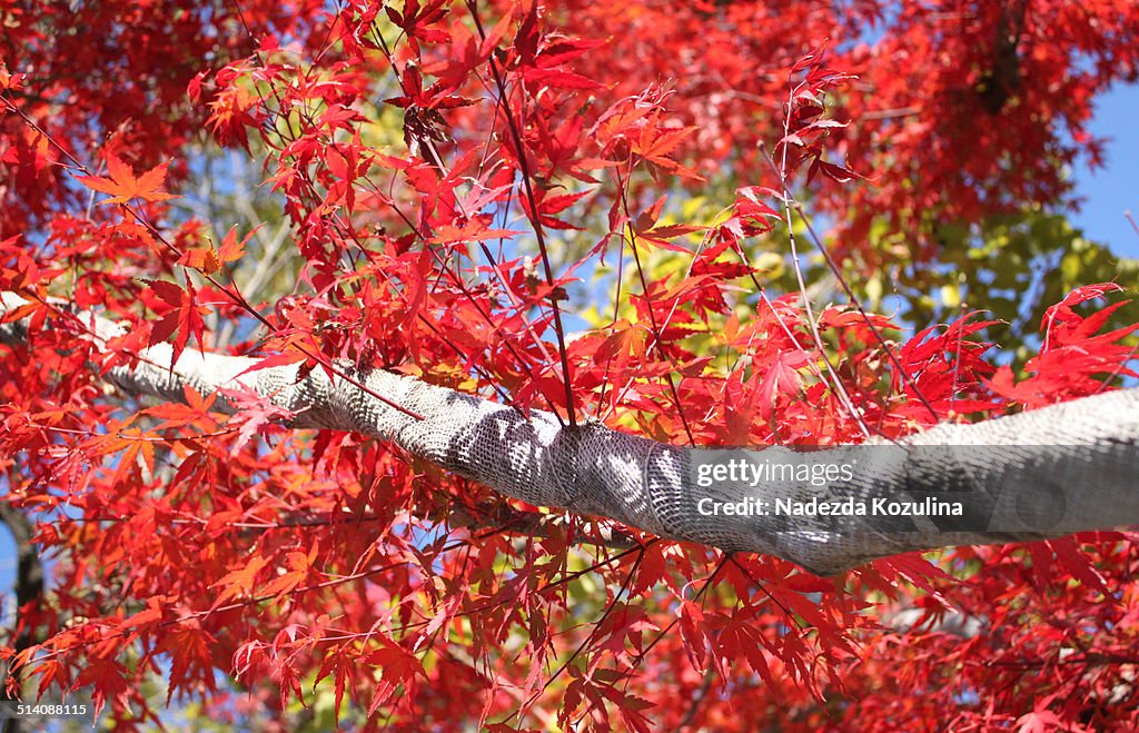 Red Japanese maple tree