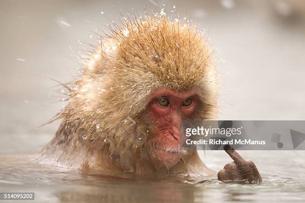 japanese macaque giving the finger - snow monkeys stockfoto's en -beelden