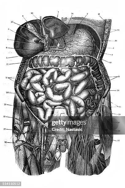 human torso - male likeness stock illustrations