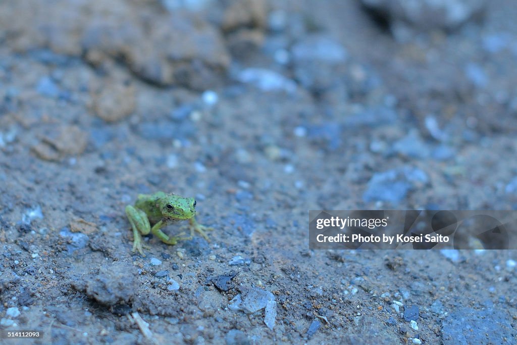 Frog