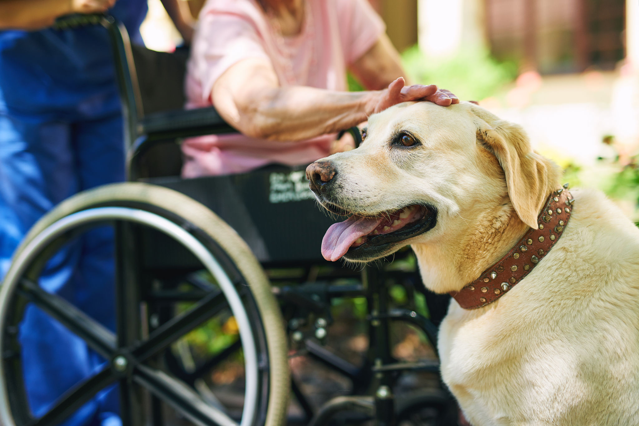 dog caregivers