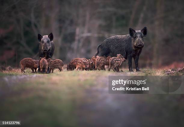 wild boar (sus scofa) family on woodland path - sow pig stock pictures, royalty-free photos & images