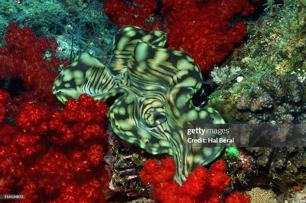 Boring Giant Clam