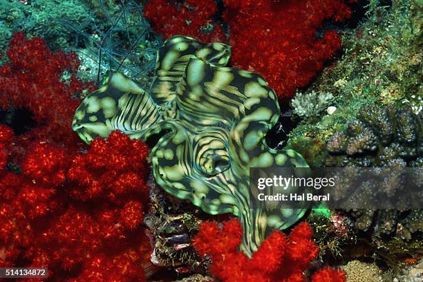 boring giant clam - boring clam stock pictures, royalty-free photos & images