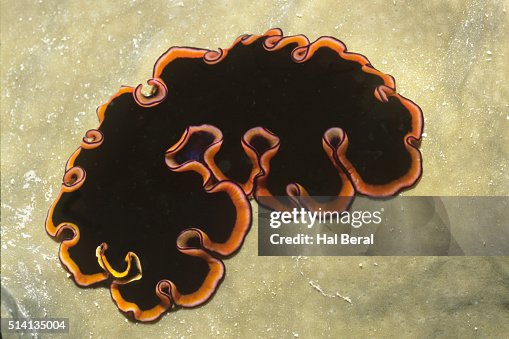 Splendid Polyclad Flatworm Splendid Polyclad Flatworm