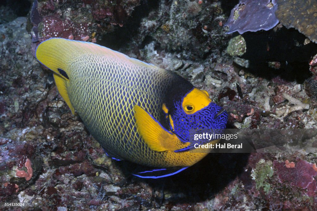 Yellow-Mask Angelfish
