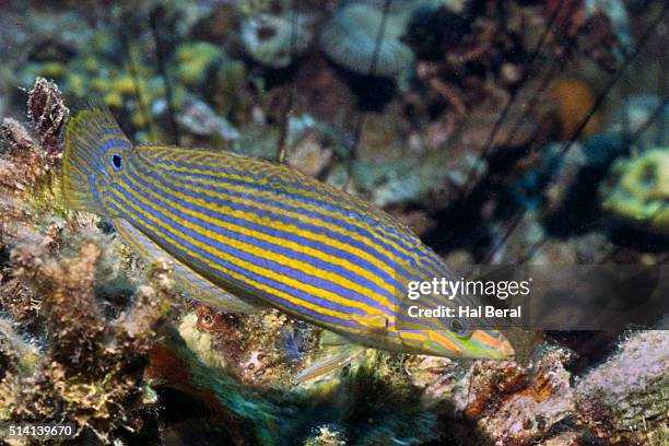 tailspot wrasse - wrasses stock pictures, royalty-free photos & images