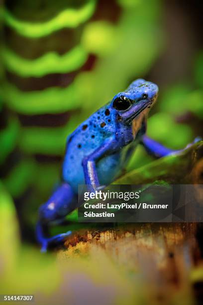 962 Poison Arrow Frog Photos and Premium High Res Pictures - Getty Images