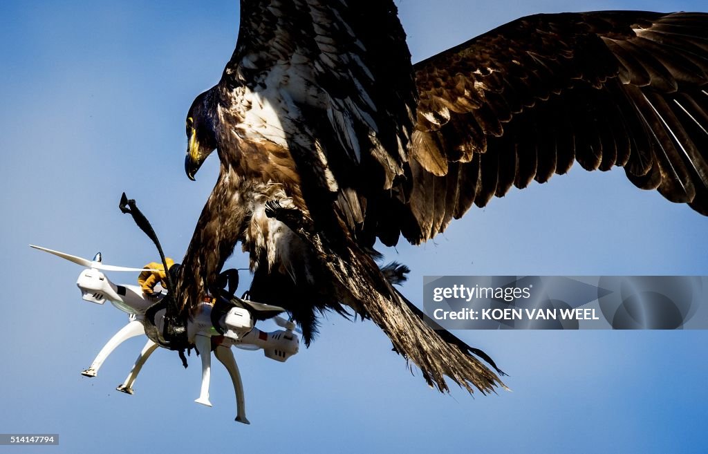 TOPSHOT-NETHERLANDS-ANIMAL-POLICE-EXERCISE