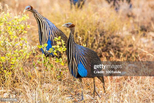 wilde afrikanische vogel geierperlhuhn (acryllium vulturinum - guineafowl stock-fotos und bilder