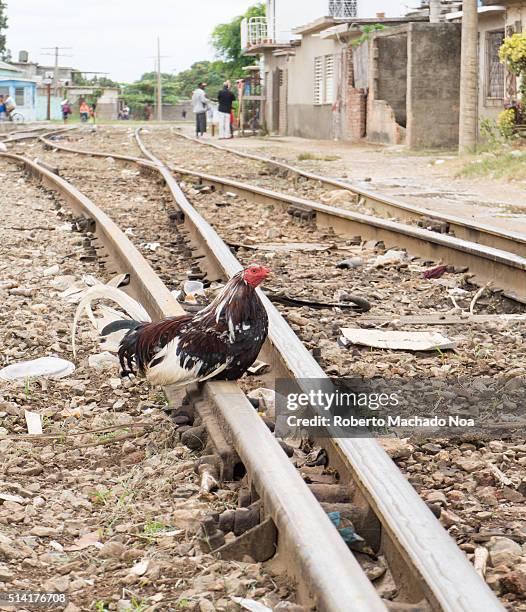 Unknown danger or confident in dangerous area: Rooster cock chicken perched sitting in railroad track.
