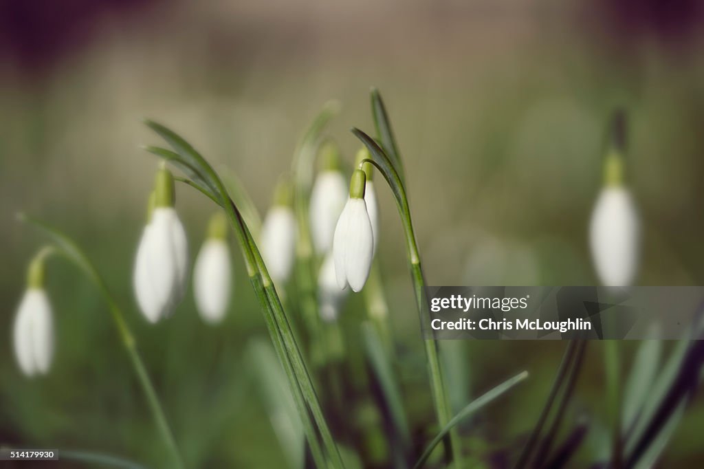 Snowdrops