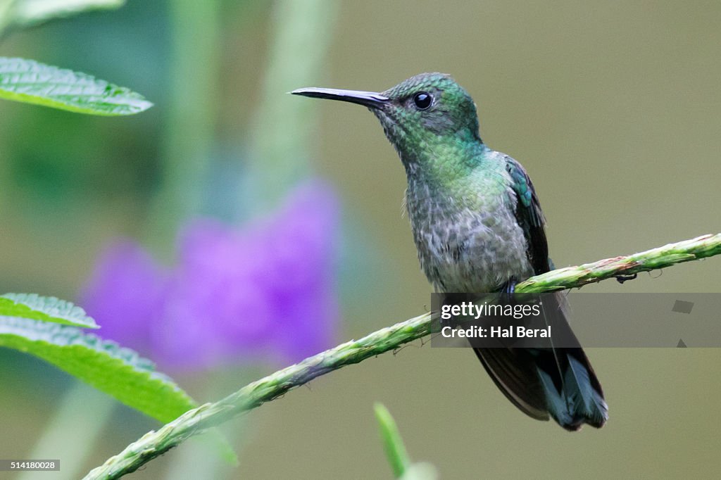 Green-Crowned Brillant Hummingbird