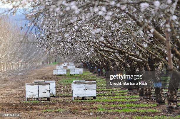 california almond orchard in bloom with beehives to aid in pollination. - bestäubung stock-fotos und bilder