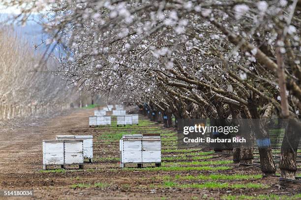 california almond orchard in bloom with beehives to aid in pollination. - pollination stock pictures, royalty-free photos & images