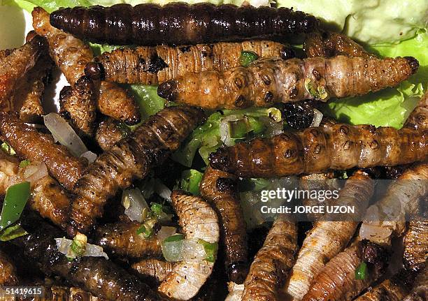 Dish of sauteed maggot, a typical Mexican delicacy, is photographed at Girasoles Restaurant in Mexico City 19 October 2001. Maggots , grasshoppers...