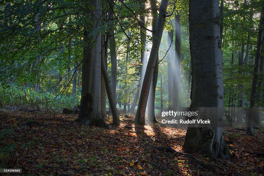 Rays of light in a beech forest