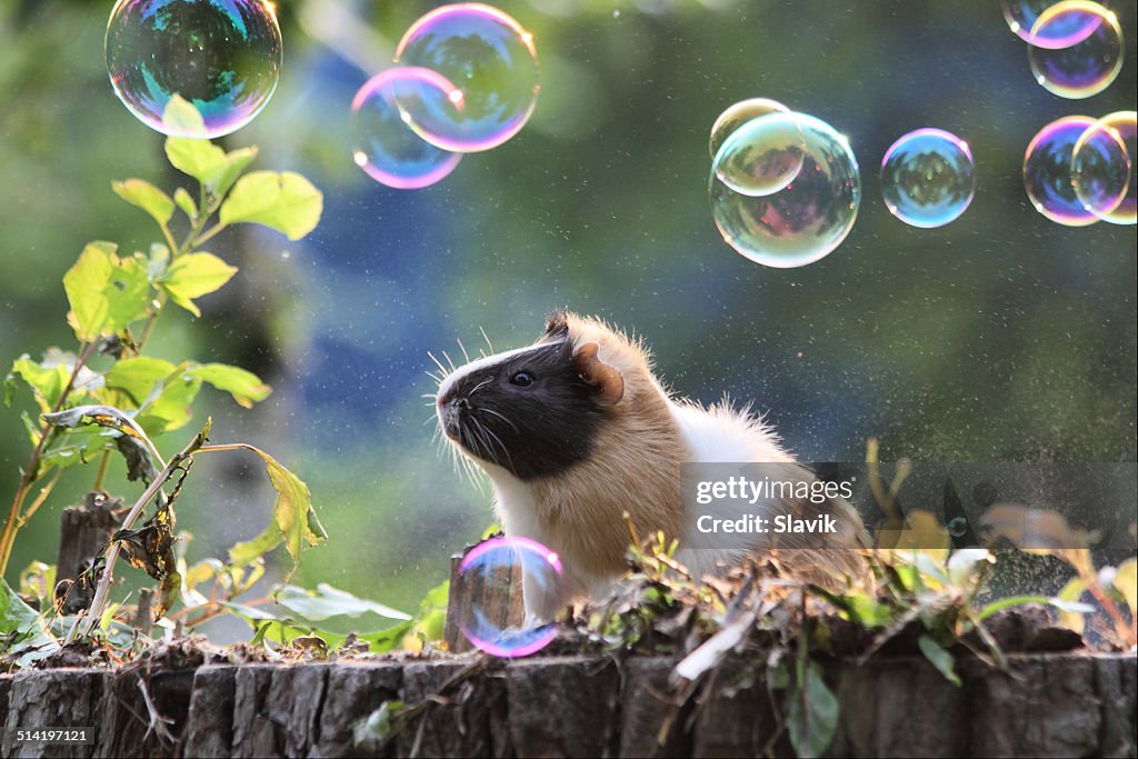 Guinea pig. Soap bubbles. Outdoors