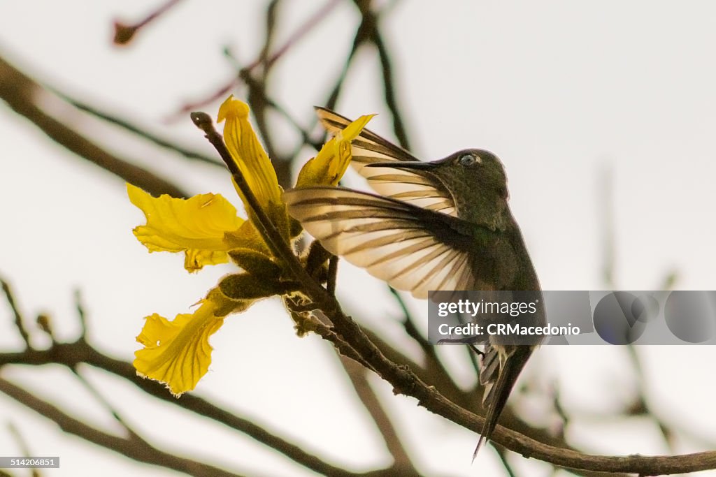 Hummingbird feeding on the nectar of the flower of