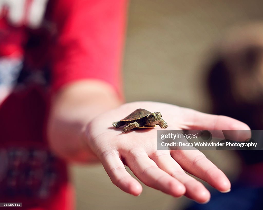 Baby turtle