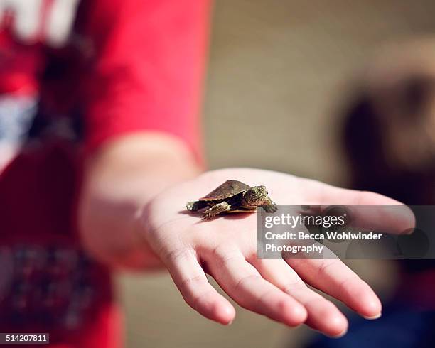 baby turtle - clovis new mexico stock pictures, royalty-free photos & images