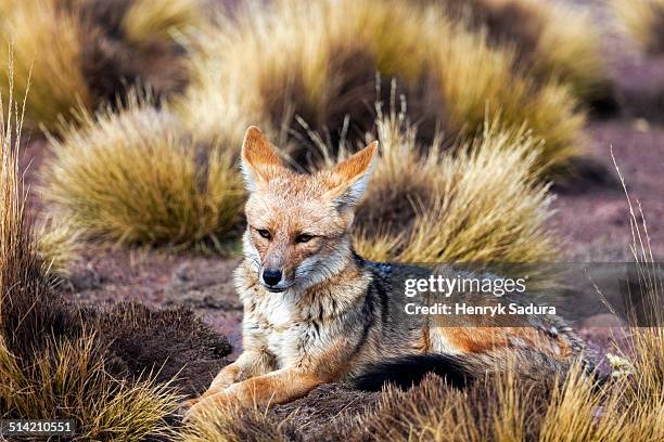 south american grey fox - raposa cinza - fotografias e filmes do acervo