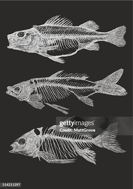 stockillustraties, clipart, cartoons en iconen met fish skeletons - dierlijk skelet