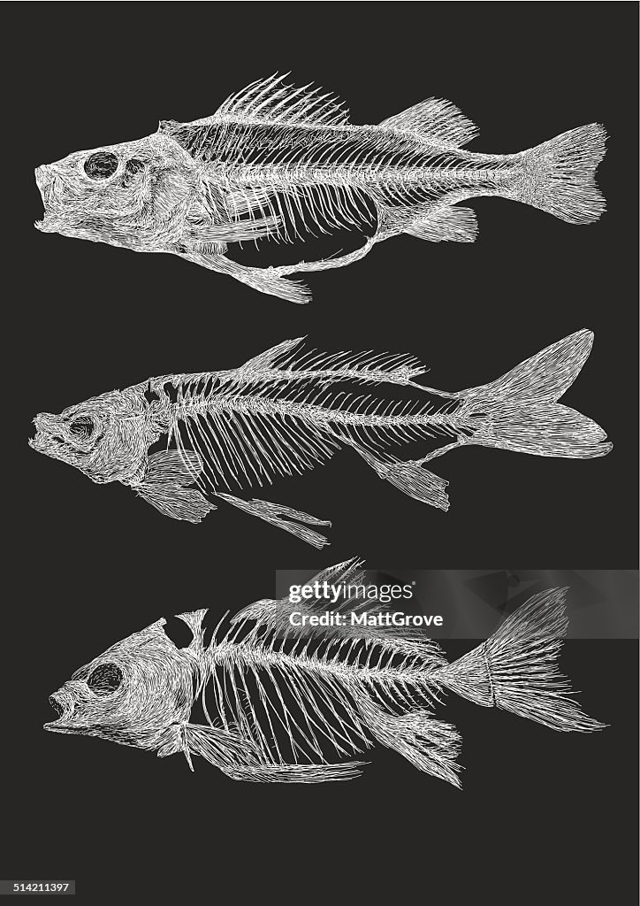 Fish Skeletons